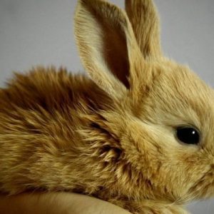 Colombia: il Congresso vota per cessare i test sugli animali per i cosmetici