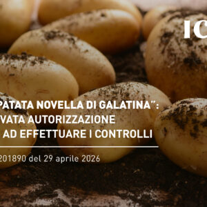DOP Patata novella di Galatina: rinnovata l’autorizzazione a ICEA ad effettuare i controlli