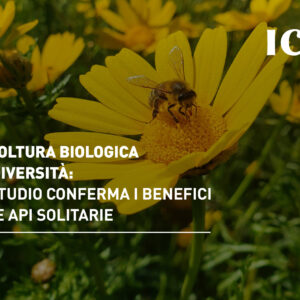 Agricoltura biologica e biodiversità: uno studio conferma i benefici per le api solitarie